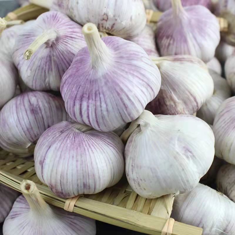 Chinese Garlic