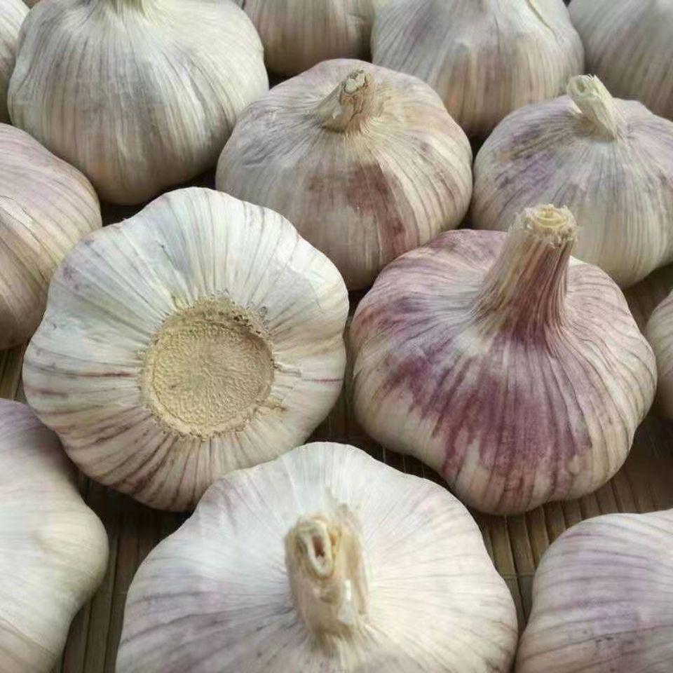 Chinese Garlic