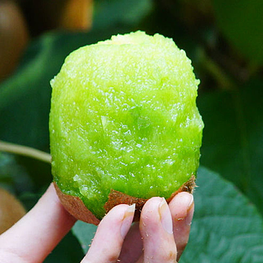 Kiwi